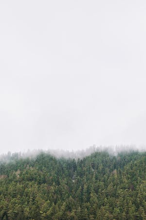 Hustý les mlha